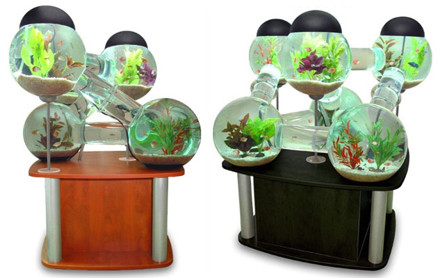 aquarium labyrinthe