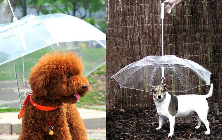Parapluie chien