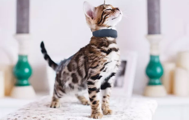 collier retrouver chats collier retrouver chats